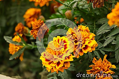 Amazing Mexican marigold flower in garden, on natural beautiful background.selection focus Stock Photo