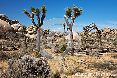 Amazing Mojave Desert Stock Photo