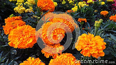 Marigold flower, mixture of oranges and yellows. Stock Photo