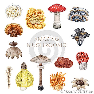 Amazing mushrooms vintage style painted set. Watercolor illustration. Hand drawn beautiful unusual mushroom collection Cartoon Illustration