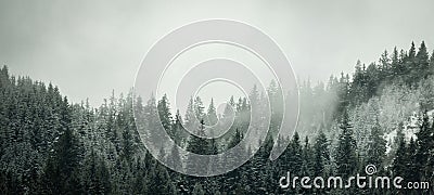 Amazing mystical rising fog forest snow snowy trees landscape snowscape in black forest Schwarzwald winter, Germany panorama Stock Photo