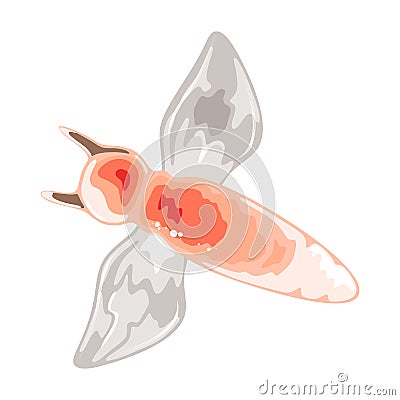 Amazing naked sea angel or butterfly. Small, gelatinous, mostly transparent swimming sea slug. Vector Illustration