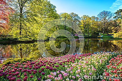 Amazing nature landscape, flowering royal garden Keukenhof at spring time, travel background, Netherlands Stock Photo