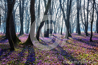 Amazing nature landscape, sunny flowering forest with a carpet of wild violet crocus or saffron flowers Stock Photo