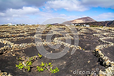Amazing nature view with vineyards at Lanzarote. It`s unique way of protection of the grapes. Lanzarote, Canary Islands, Spain. Stock Photo