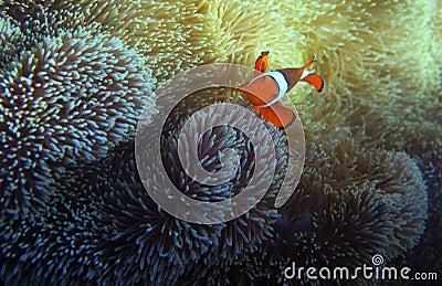 Amazing Nemo or Clown Fish Stock Photo