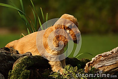 Amazing, newborn and cute red English Cocker Spaniel puppy detail. Small and cute red Cocker Spaniel puppy hiding behind the old Stock Photo