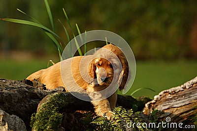 Amazing, newborn and cute red English Cocker Spaniel puppy detail. Small and cute red Cocker Spaniel puppy hiding behind the old Stock Photo