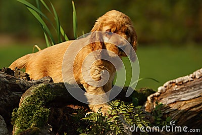 Amazing, newborn and cute red English Cocker Spaniel puppy detail. Small and cute red Cocker Spaniel puppy hiding behind the old Stock Photo