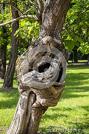 Amazing Odd and Strange Curved Tree on Palic Lake Park Stock Photo