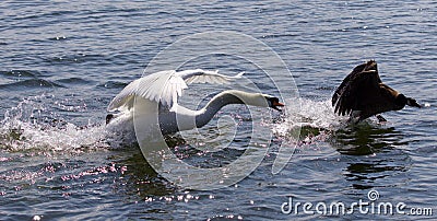 Amazing photo of the angry swan attacking the Canada goose Stock Photo