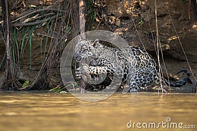 Amazing photo of a powerful jaguar getting ready for hunting Stock Photo