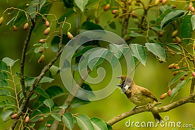 Amazing photograph of Himalayan bulbul bird male pycnonotus leucogenys sitting on tree branch . Stock Photo