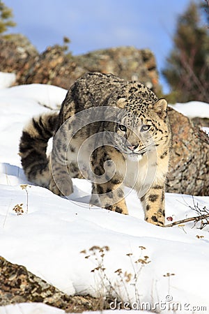 Amazing photograph of stalking snow leopard Stock Photo