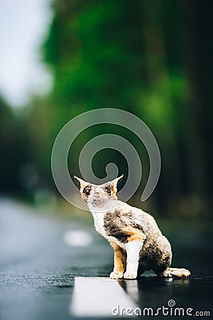 Amazing Playful Devon Rex Cat With White-red Spotted Fur Color Sit On Road. Curious Funny Cute Beautiful Devon Rex Cat Stock Photo