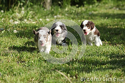 Amazing puppies of Bearded Collie Stock Photo