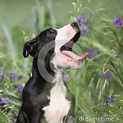 Amazing puppy of American Pit Bull Terrier in flowers Stock Photo