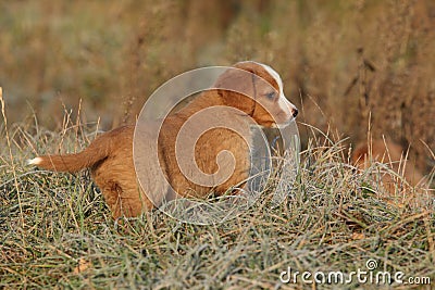 Amazing puppy of nova scotia in soft rime Stock Photo