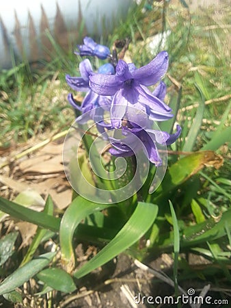 Amazing purple flower Stock Photo