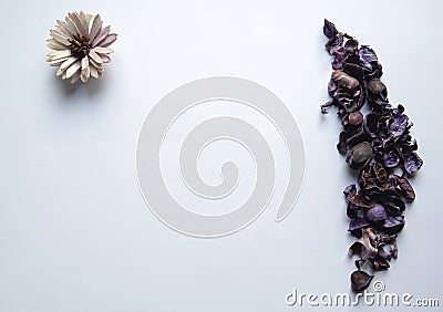 Amazing purple flower and leaves with white background Stock Photo