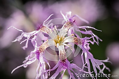 Amazing purple flower Stock Photo