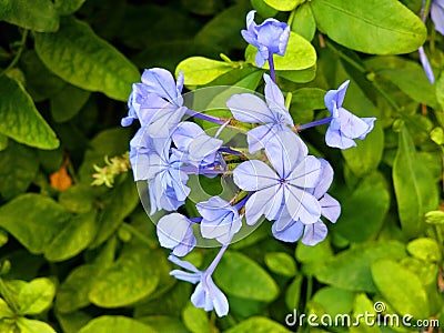 Amazing Purple Flowers in The Garden Stock Photo