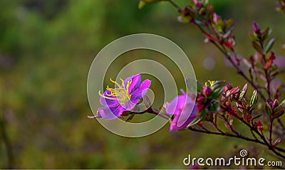 Amazing Purple flowers on mountain Stock Photo