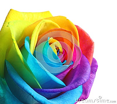 Amazing rainbow rose flower Stock Photo