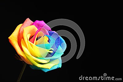 Amazing rainbow rose flower Stock Photo