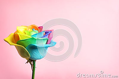 Amazing rainbow rose flower Stock Photo