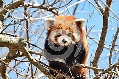 Amazing Red Panda Stock Photo