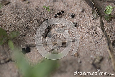 Amazing register of tiny ants working to build their nest. Macro Stock Photo