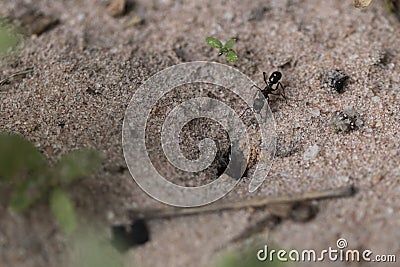 Amazing register of tiny ants working to build their nest. Macro Stock Photo
