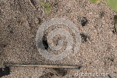 Amazing register of tiny ants working to build their nest. Macro Stock Photo