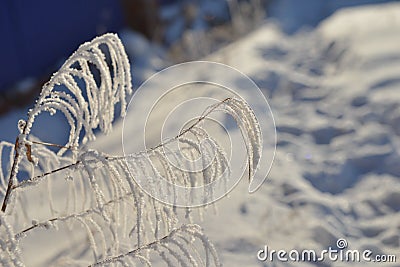 Amazing rime and frost crystals on grass in sunlight with blue sky in background on winter morning Stock Photo