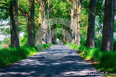 Amazing road with narrowly planted trees in Poland Stock Photo