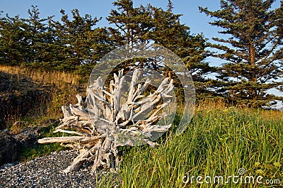 Amazing root ball of driftwood log framed by trees and beach grass in late evening light Stock Photo