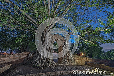 Amazing root of banyan tree hold the old ancient door for long time in Ayutthaya period Stock Photo