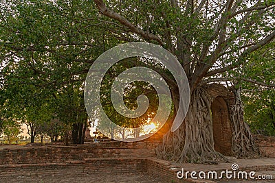 Amazing root of banyan tree hold the old ancient door for long time in Ayutthaya period Stock Photo