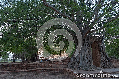 Amazing root of banyan tree hold the old ancient door for long time in Ayutthaya period Stock Photo