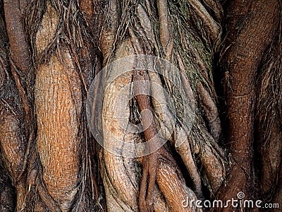 Amazing root of the tree Stock Photo