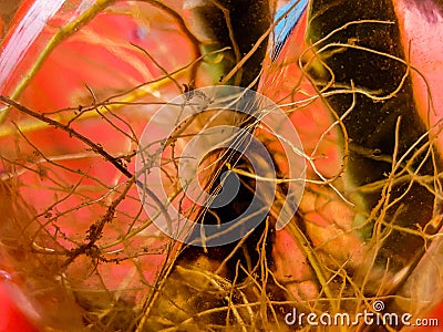 Amazing Root In Water Stock Photo