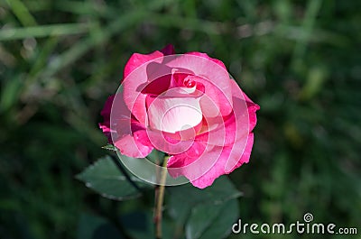 Amazing rose flower Stock Photo