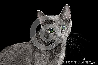 Amazing Russian blue Cat on Black Background Stock Photo