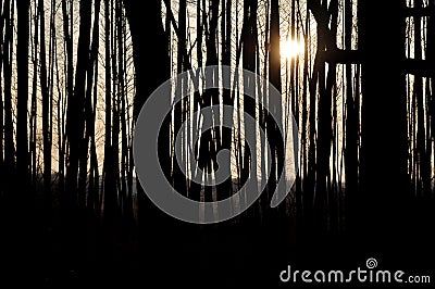 Amazing scenery - silhouettes of trees in the shadow. Sun rays behind them. Beautiful nature Stock Photo