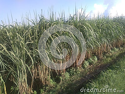 An amazing seasonal rare view of new sugarcane crops Stock Photo