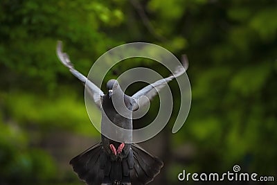 amazing shot of asiatic rock dove pigeon flying Stock Photo