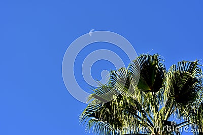 Amazing shot of fan palm tree and the moon Stock Photo