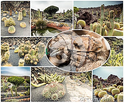 Amazing sights of Lanzarote cactus farm Stock Photo