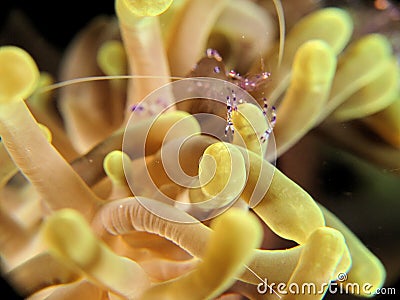 Amazing soft coral with transparant shrimp Stock Photo